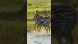 Lions, Elephants & Zebras | Botswana Wildlife Up Close (Real Sounds) - #2
