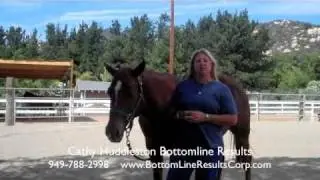 Leadership Training Equine Assisted Learning Team  Irvine Los Angeles Long Beach San Diego CA