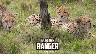 Cheetah Family Joined By A Male | Maasai Mara Safari | Zebra Plains
