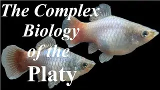 Fish Biologist Talks Platies, their care and biology in the aquarium.