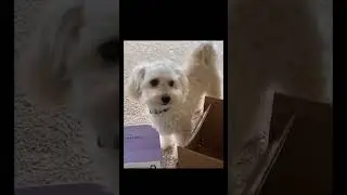Funny Dogs Edition#doggoantics #puppylove #dogsofmischief #viralvideos