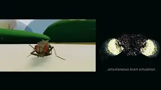 Startup Runs a Fruit Fly Brain in Simulation: 125,000 Neurons Controlling a Virtual Body