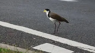 Masked Lapwing Plover crossing the road