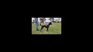What to do if you come across an aggressive dog