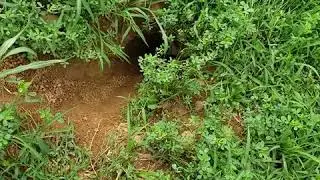 Groundhog hunting with my dad Pennsylvania