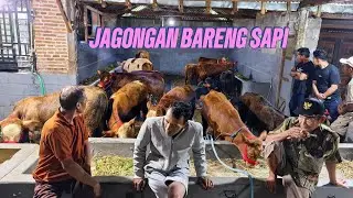Masuk aja tanya Sapi