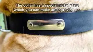 Personalized Leather Dog Collar with ID Tag