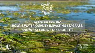 Exploring the impacts of water quality on seagrass: World Seagrass Day 2025 Webinar