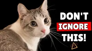 If Your Cat Suddenly Acts Distant&hellip; Watch This Before It&rsquo;s Too Late