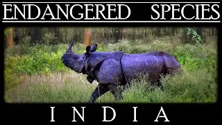 Endangered Species in India