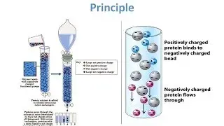 Ion Exchange Chromatography - Theory and Principle