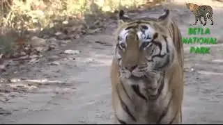 Palamu tiger betla national park