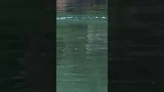 Griff Droplet 155mm sinking stickbait action