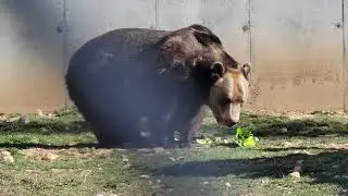 A Bear Pool Party