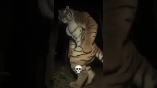 Cats Transformations 🤣