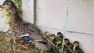 Found Wild duck and 8 ducklings in my back garden in UK | wild duck and ducklings released in park