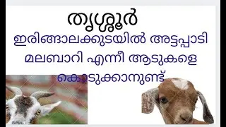 #Goat for sale in Irinjalakuda#Malabari#Attappady black