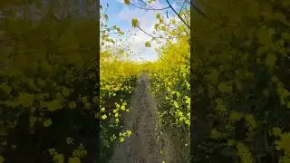 One yellow trail #nature #amazingactionshots #naturephotography #wildmustard #flower #trail #yellow