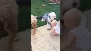 Baby Plays Fetch with Dogs | Shorts
