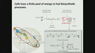 Mechanistic models of bacterial growth