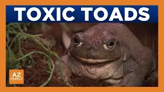 Phoenix area's rain brings out dangerous Sonoran desert toad