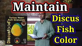 Discus Fish Tank / Discus Fish Color Enhancer - Color Change or Fading or Darkening or Spoting #fish