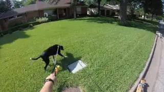 Dog walk in Dallas