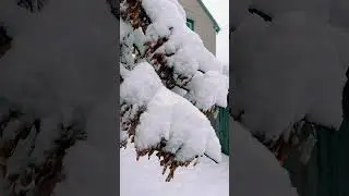 Heavy Snowfall in Rochester Minnesota #snowfall #snow #winter #beautiful
