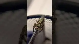 Himilayan Giant Jumping Spider - Hyllus qishuoi