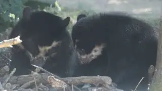 Ourson &agrave; Lunettes ♂ / Spectacled Bear Cub ♂ : Thoiry ZooSafari 2020