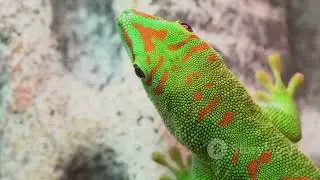 lizard fact