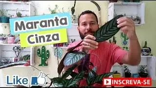 Maranta Cinza Dicas
