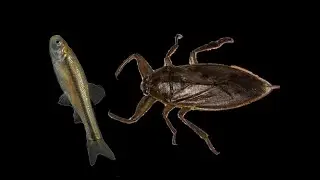 How Venomous Giant Water Bugs Catch Fish