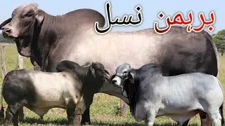 Gay ki brahman nasal ||brahman breed of cow