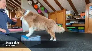 overweight dog    SD 480p