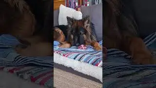 Генри Чойс немец 🐕&zwj;🦺🐾 Мне можно всё 😋 16.02.2026 #germanshepheard #gsds #генричойс #собака #овчарка