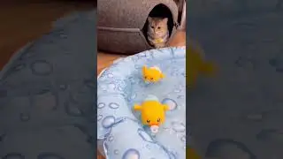 product for cat and dog #ytshorts