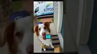 Did YOU know that? #dog #funny #shorts #viral