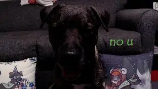 Peanut Unboxes BREAKFAST!! Themed BarkBox SUPERCHEWER!