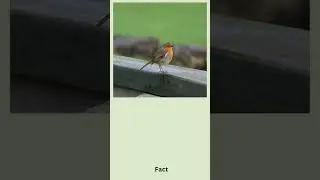 European Robin bird, #shorts #facts #birds