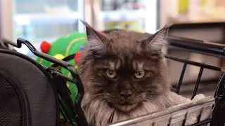 Maine Coon Lobo Goes Christmas Shopping at Petco!
