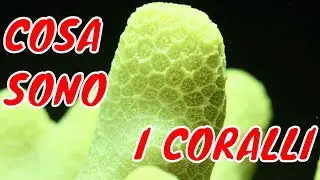 COSA SONO I CORALLI?