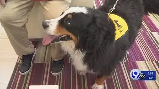 Therapy dog Bella retires from Upstate Cancer Center