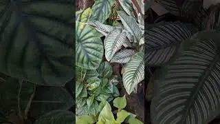 Beautiful Indoor Plant🌿 | shorts #shorts#indoorplants#homeplants