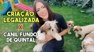 Diferen&ccedil;as entre CRIA&Ccedil;&Atilde;O LEGALIZADA x CANIL FUNDO DE QUINTAL