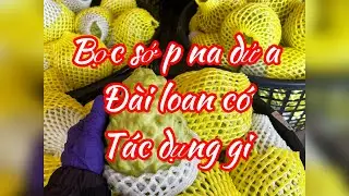 Bọc na dứa đ&agrave;i loan những đều cần ch&uacute; &yacute; | bọc xốp cho na dứa đ&agrave;i loan c&oacute; lợi &iacute;ch g&igrave;