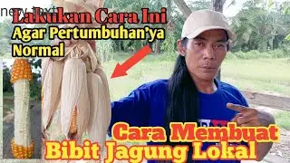 Cara Membuat Benih Jagung Sendiri-Luky Channel