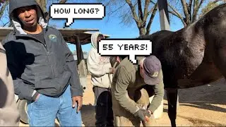 Getting My Horse Shoed for the FIRST Time | Full Farrier Experience