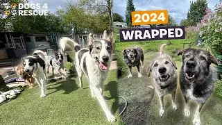 2024 Wrapped | Dogs 4 Rescue