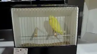 Budgies at the Canadian National Bird Show 2013